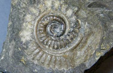 fanzutti 