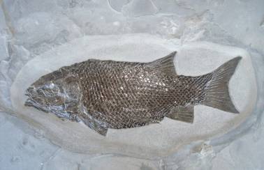 fisch schubert