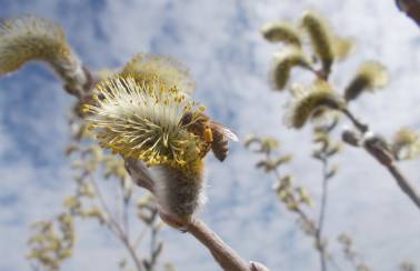 holcim und die bienen dotternhausen