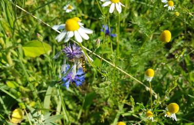 Holcim und die bienen hoever 01