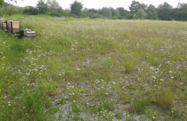 holcim und die bienen mersmann sued