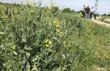 pm tag der biodiversitaet schmetterlingspfad hoever