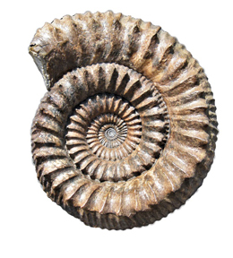 veranstaltungen fossile schaetze aus dem steinlachtal 01 veranstaltungen fossile schaetze aus dem steinlachtal 01