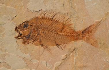 werkforum veranstaltungen2018 bolca ausstellung fisch