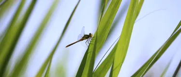 renaturierung-libelle-und-gras.jpg