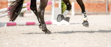 Beine eines Pferdes in Bewegung auf Reitplatzsand.