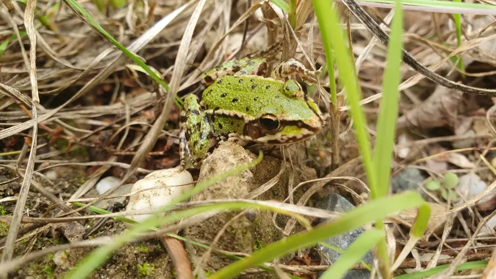 frosch-im-gras.jpg
