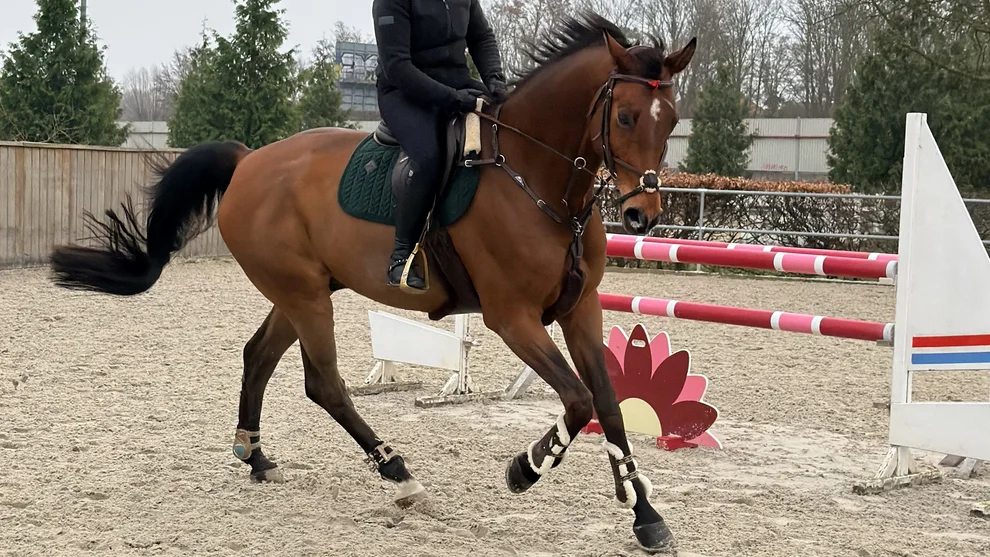 reitplatzsand.jpeg