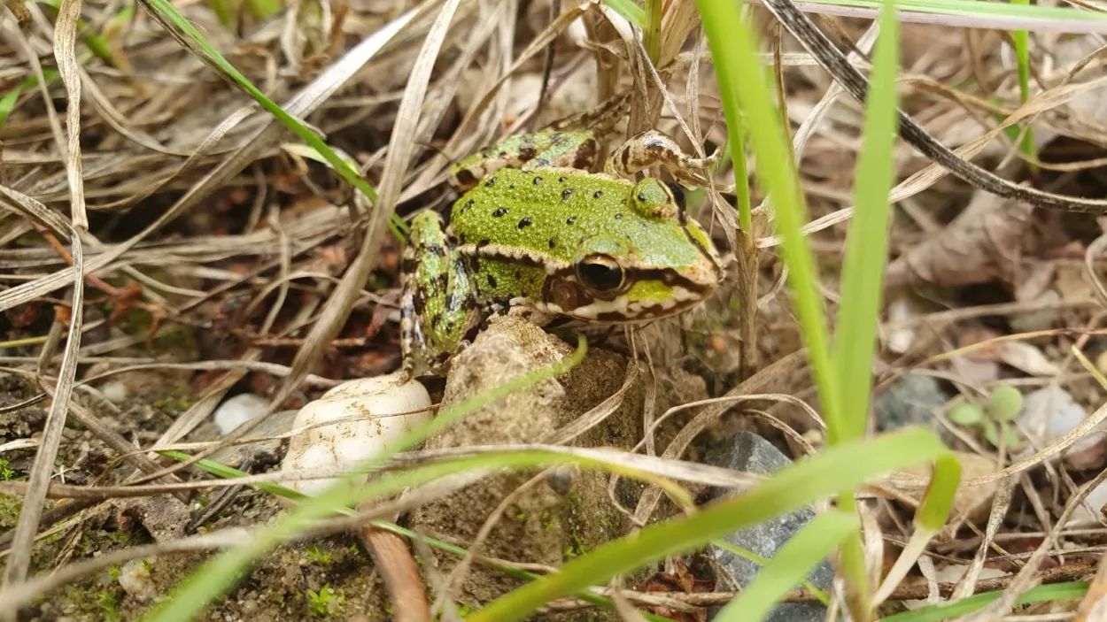 frosch-im-gras.jpg