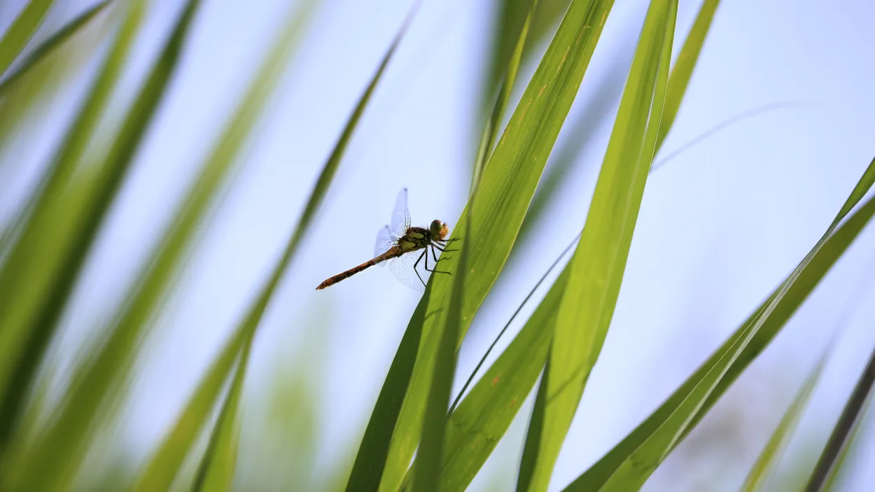 renaturierung-libelle-und-gras.jpg