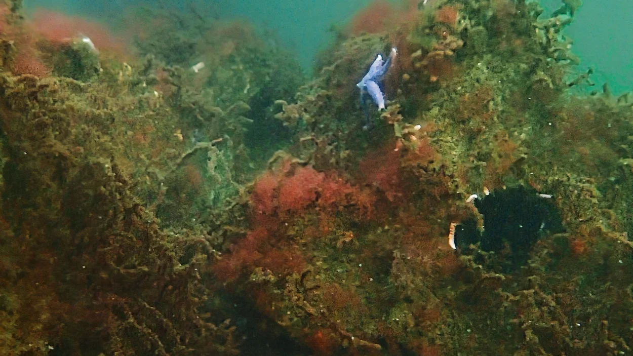 7.slide_kuenstliches_riff_xstone_blauer_seestern.jpg