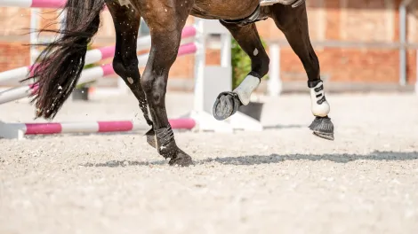 Beine eines Pferdes in Bewegung auf Reitplatzsand.