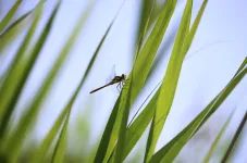 renaturierung-libelle-und-gras.jpg